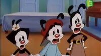 Animaniacs الضاحكون Fchzkcajsqqj_t